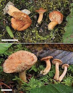 Oranger Gebirgs-Milchling, Lactarius alpinus