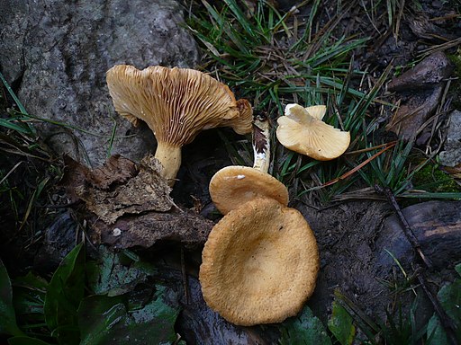 Oranger Gebirgs-Milchling, Lactarius alpinus
