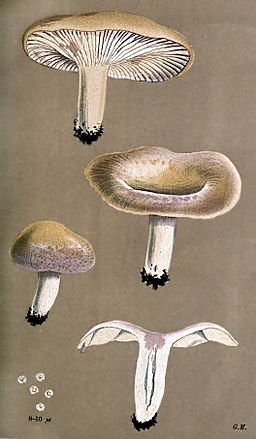 Blasser Violett-Milchling, Lactarius aspideus