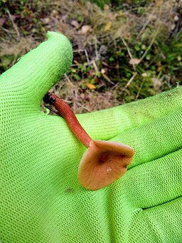 Milder Milchling, Lactarius aurantiacus