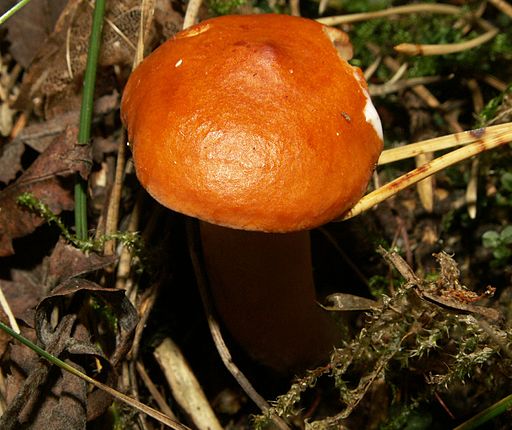 Milder Milchling, Lactarius aurantiacus