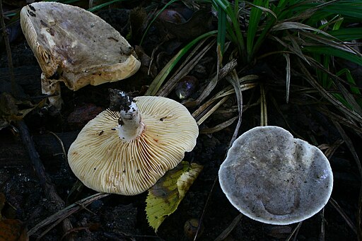 Rauchfarbener Milchling, Lactarius azonites
