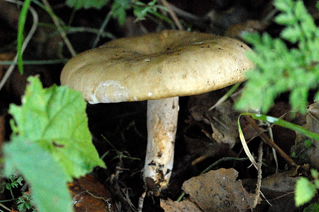 Rauchfarbener Milchling, Lactarius azonites