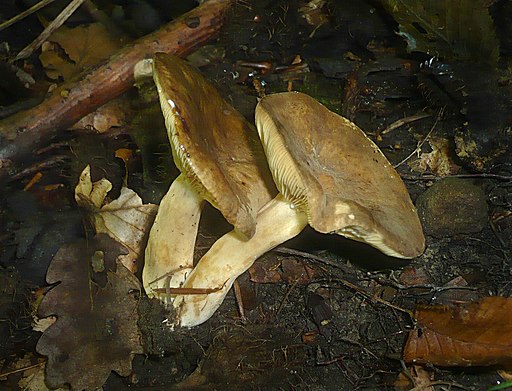 Rauchfarbener Milchling, Lactarius azonites