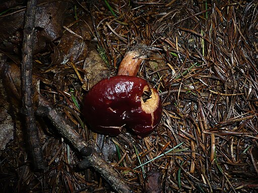 Braunroter Milchling, Lactarius badiosanguineus