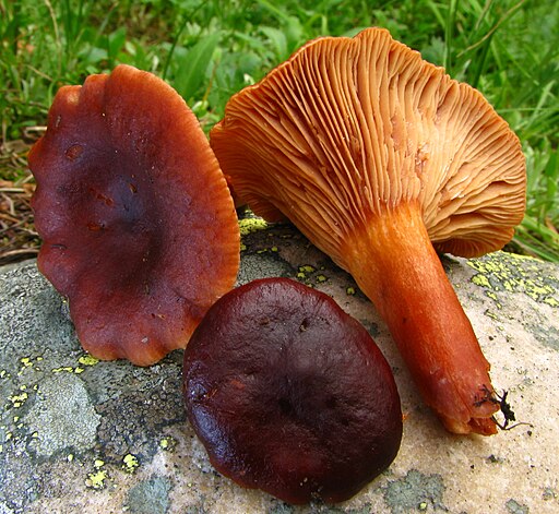 Braunroter Milchling, Lactarius badiosanguineus
