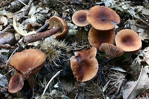 Kampfer-Milchling, Lactarius camphoratus