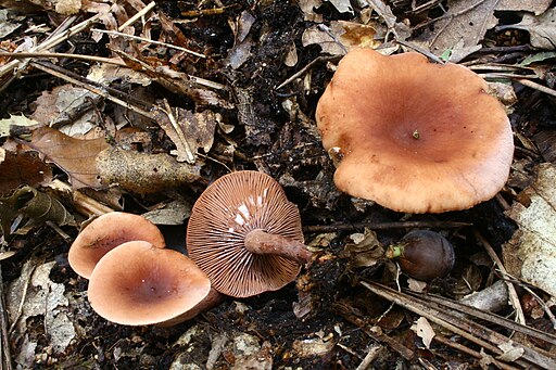 Kampfer-Milchling, Lactarius camphoratus