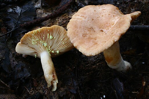 Goldflüssiger Milchling, Lactarius chrysorrheus