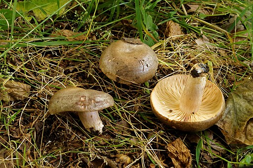 Gebänderter Hainbuchen-Milchling, Lactarius circellatus