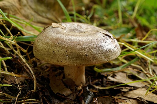 Gebänderter Hainbuchen-Milchling, Lactarius circellatus
