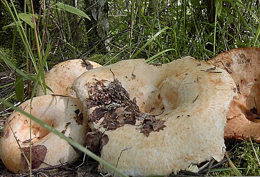 Fransen-Milchling, Lactarius citriolens