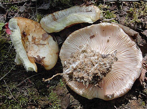 Fransen-Milchling, Lactarius citriolens