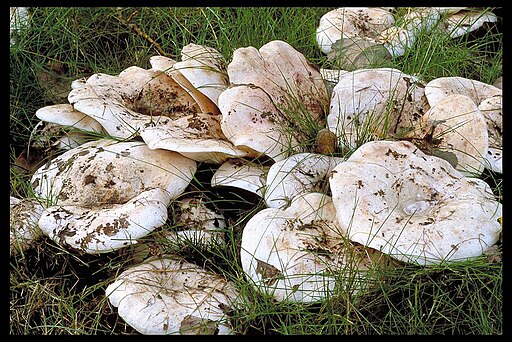 Rosascheckiger Milchling, Lactarius controversus