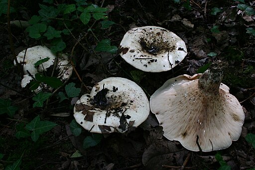 Rosascheckiger Milchling, Lactarius controversus