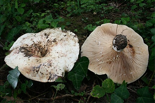 Rosascheckiger Milchling, Lactarius controversus