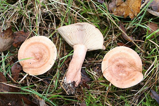 Ungezonter Schwefel-Milchling, Lactarius decipiens