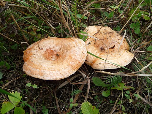 Edel-Reizker, Lactarius deliciosus
