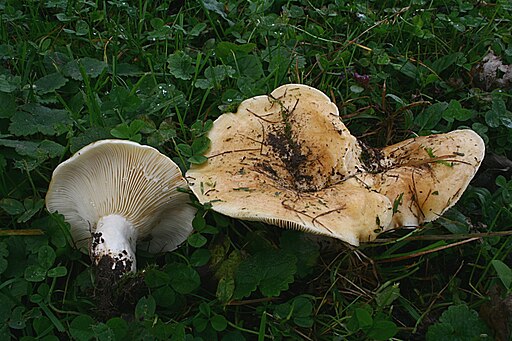 Blasser Zonen-Milchling, Lactarius evosmus
