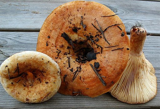 Blasser Zonen-Milchling, Lactarius evosmus