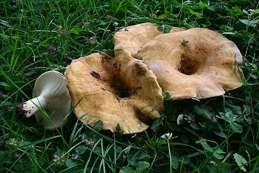Blasser Zonen-Milchling, Lactarius evosmus