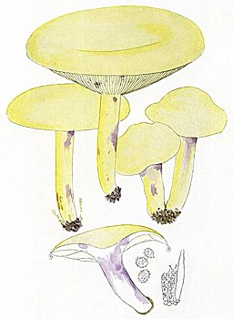 Hellgelber Violett-Milchling, Lactarius flavidus