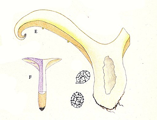 Hellgelber Violett-Milchling, Lactarius flavidus