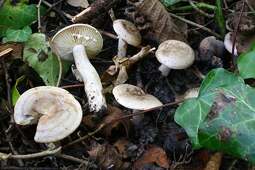 Verbogener Milchling, Lactarius flexuosus