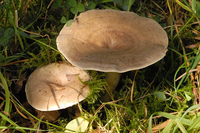 Braunfleckender Milchling