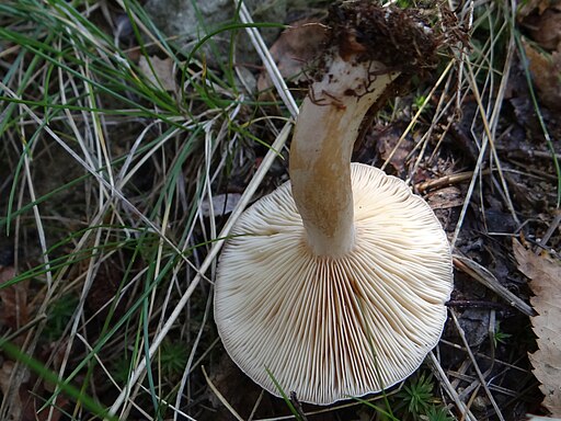 Braunfleckender Milchling, Lactarius fluens