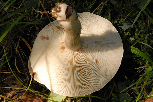 Braunfleckender Milchling, Lactarius fluens