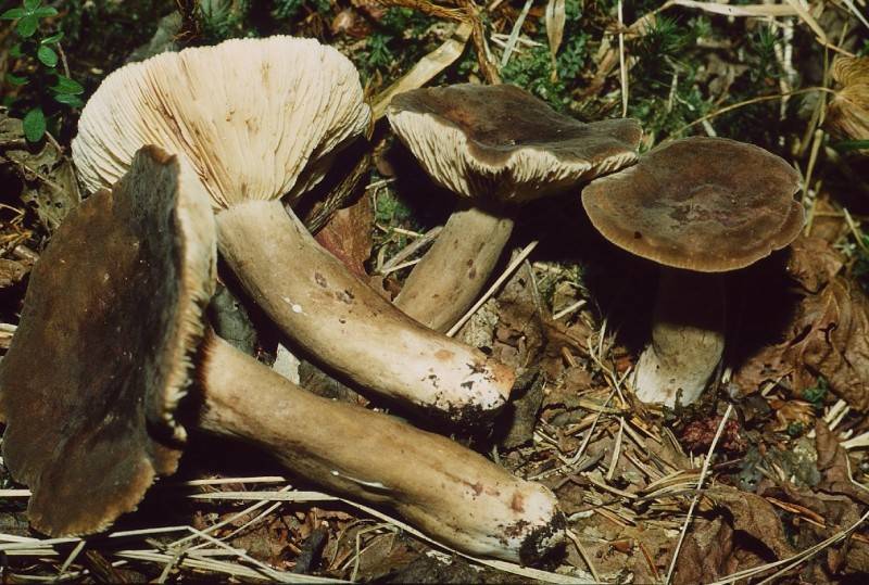 Rußfarbener Milchling, Lactarius fuliginosus