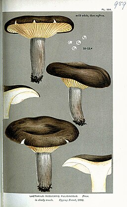 Rußfarbener Milchling, Lactarius fuliginosus