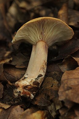 Orangefuchsiger Milchling, Lactarius fulvissimus