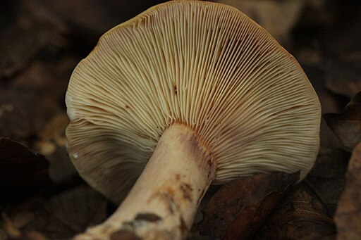 Orangefuchsiger Milchling, Lactarius fulvissimus