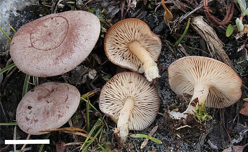 Blasser Kokosflocken-Milchling, Lactarius glyciosmus