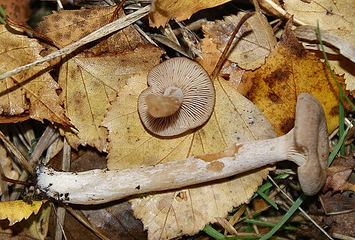 Blasser Kokosflocken-Milchling, Lactarius glyciosmus
