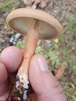 Filziger Milchling, Lactarius helvus
