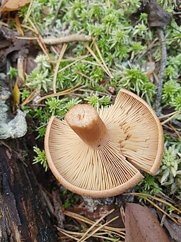 Filziger Milchling, Lactarius helvus