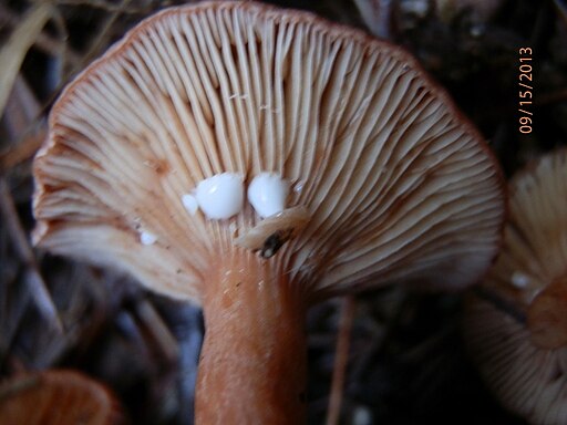 Leberbrauner Milchling, Lactarius hepaticus