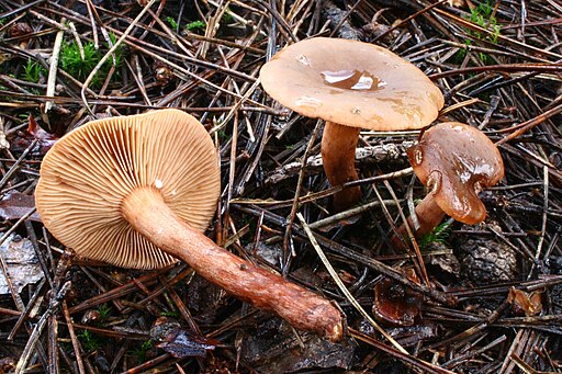 Leberbrauner Milchling, Lactarius hepaticus