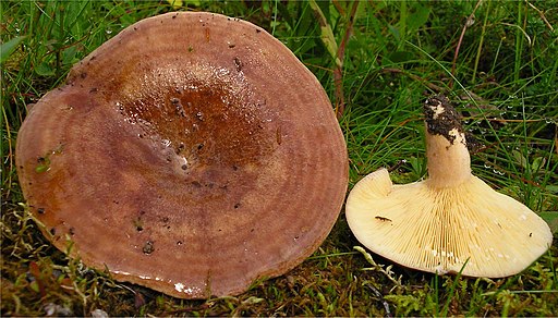 Kuhroter Milchling, Lactarius hysginus