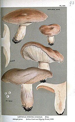 Kuhroter Milchling, Lactarius hysginus