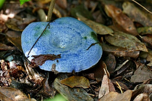 Indigo-Reizker, Lactarius indigo