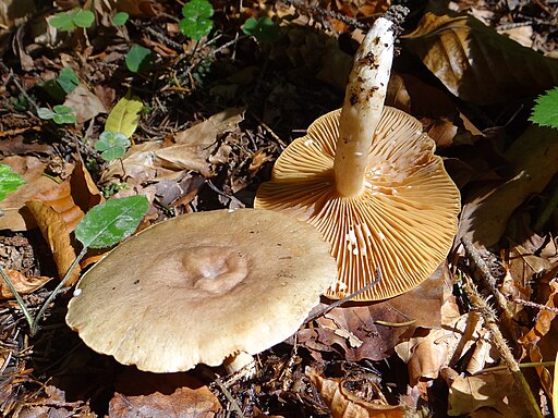 Pfützen-Milchling, Lactarius lacunarum