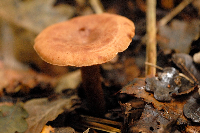 Pfützen-Milchling, Lactarius lacunarum