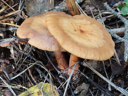 Pfützen-Milchling, Lactarius lacunarum