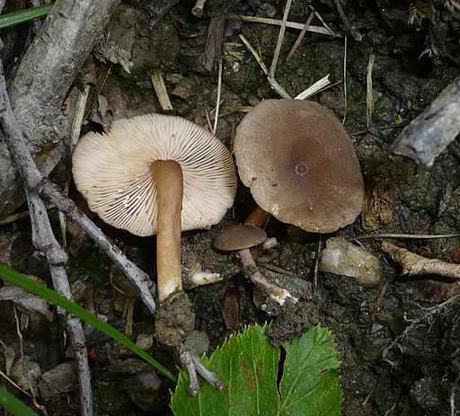 Grauer Gebirgs-Milchling, Lactarius lepidotus
