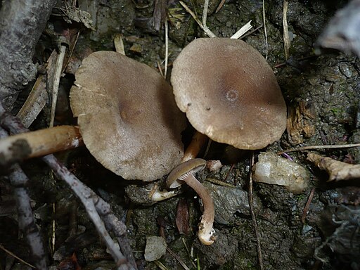 Grauer Gebirgs-Milchling, Lactarius lepidotus