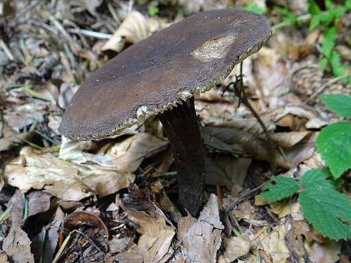 Mohrenkopf-Milchling, Lactarius lignyotus
